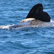 Side fin of a Whale Kid